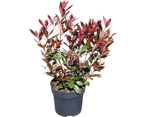 Loquat FloraSelf Photinia fraseri 'Carre Rouge' H 50-60 cm Co 6 L
