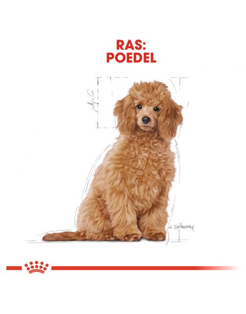 Royal Canin Poodle - Puppy-Hondenvoer - 3 kg