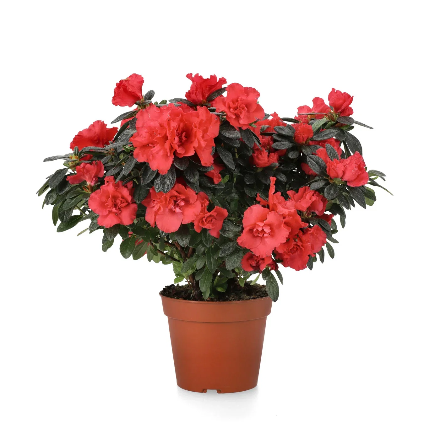 Rhododendron simsii Red 15 cm Asalea Ø15 cm
