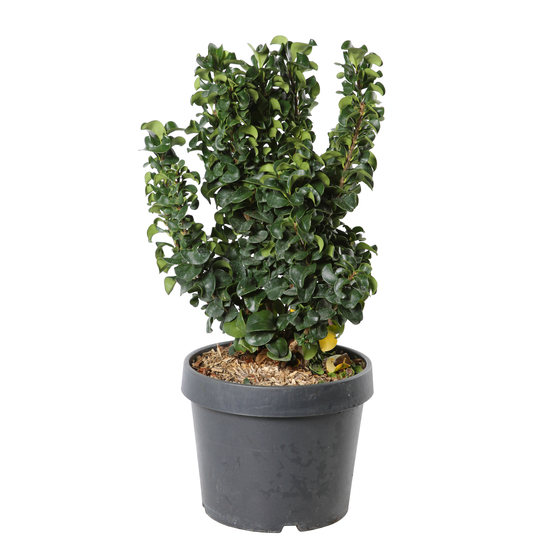 Ligustrum japonicum H 100/125 cm : pot 10 litres