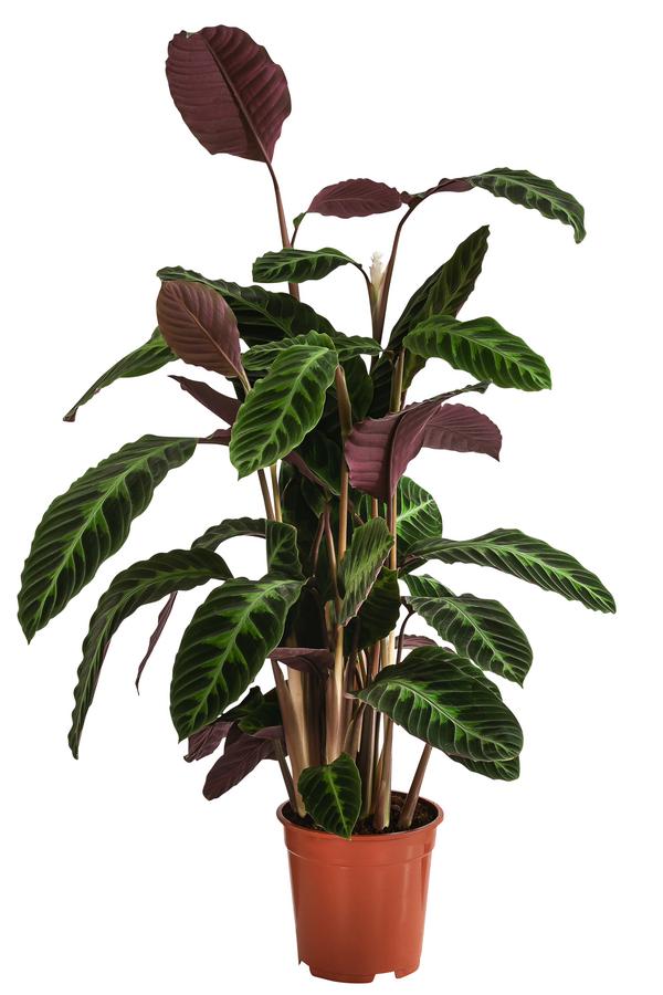 Korbmarante - Calathea warscewiczii