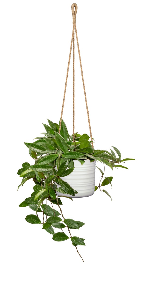 Scheurich Cottage, hangende plantenbak van katoen, 56 cm lang & keramiek, kleur: Soft Wool, 14,2 cm diameter, 12,8 cm hoog, inhoud 1,5 l.