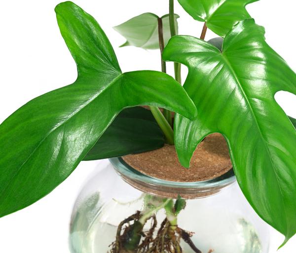 Waterplant Baumfreund im Kugelglas -