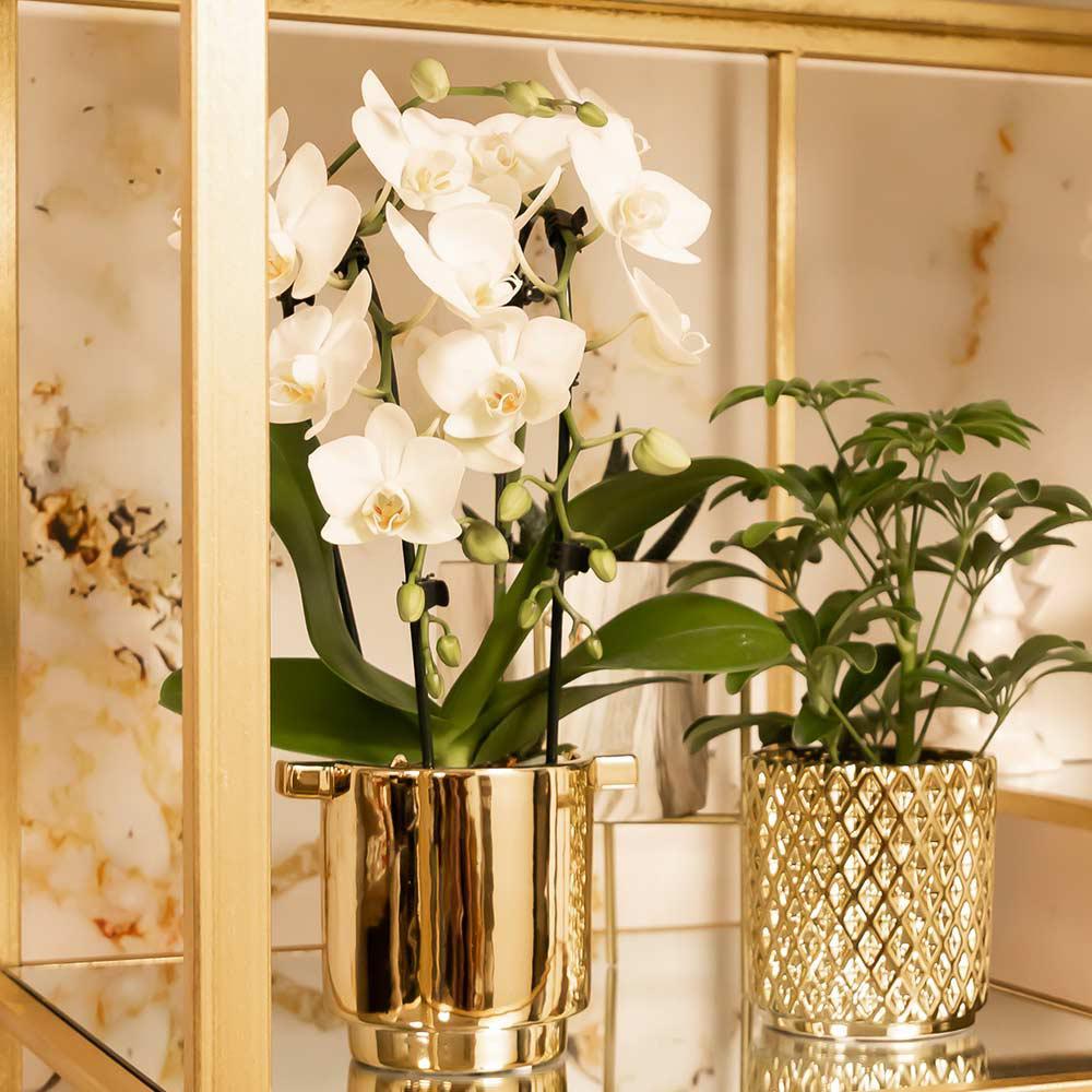 Orchidées colibri | orchidée phalaenopsis blanche - niagara fall - pot 9cm | plante d'intérieur en fleurs - fraîche du producteur