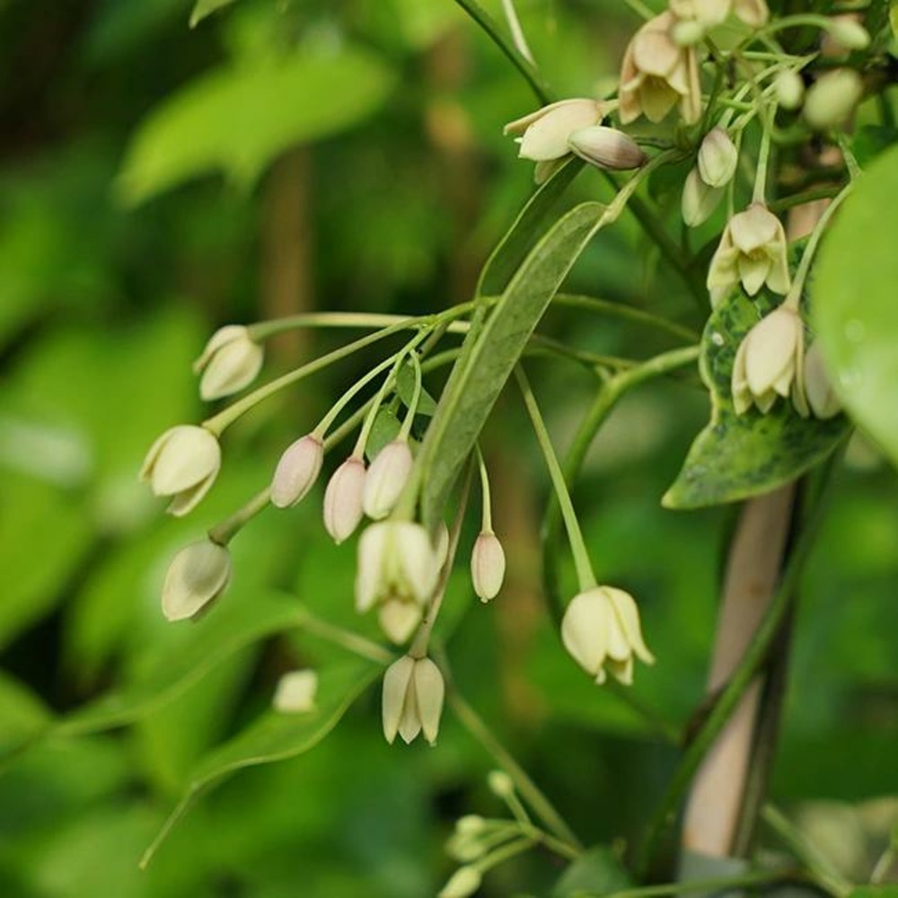 Holboellia coriacea - holboellia coriacea 3l