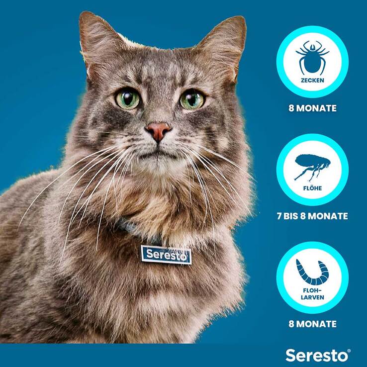 Seresto Halsband für Katzen, 1 St
