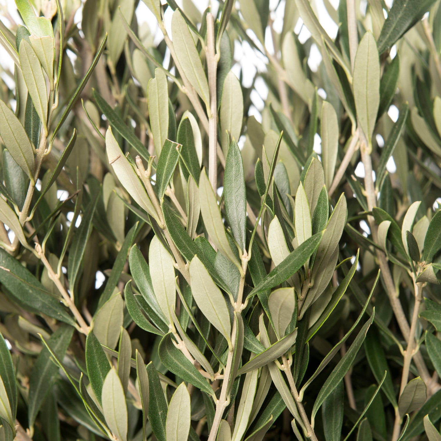 Olijfboom (Olea europaea) D 32 H 140 cm