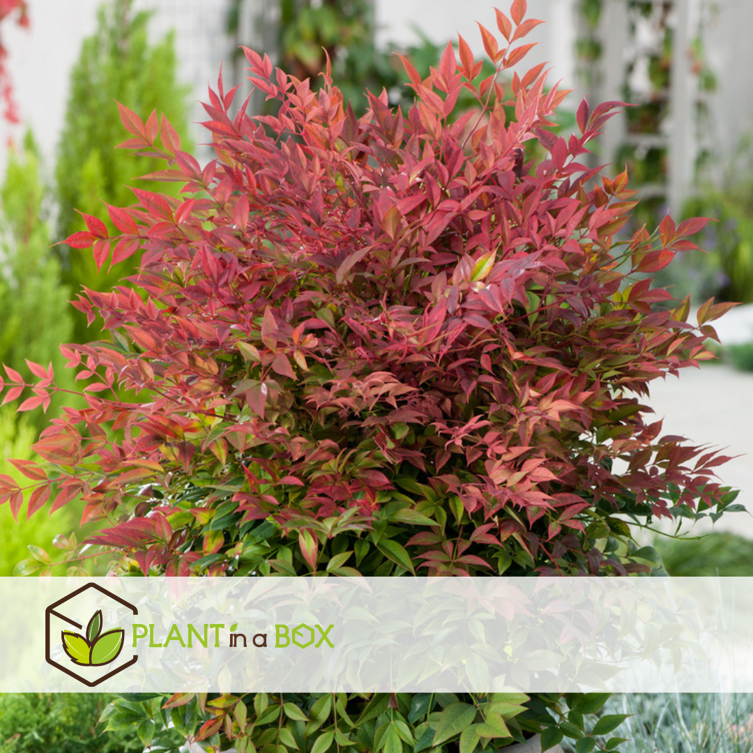 Nandina obsessed - ensemble de 2 - pot 17cm - hauteur 25-40cm