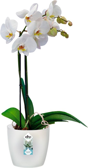 Elho bloempot Brussels orchidee transparant D 16 H 14,6 cm