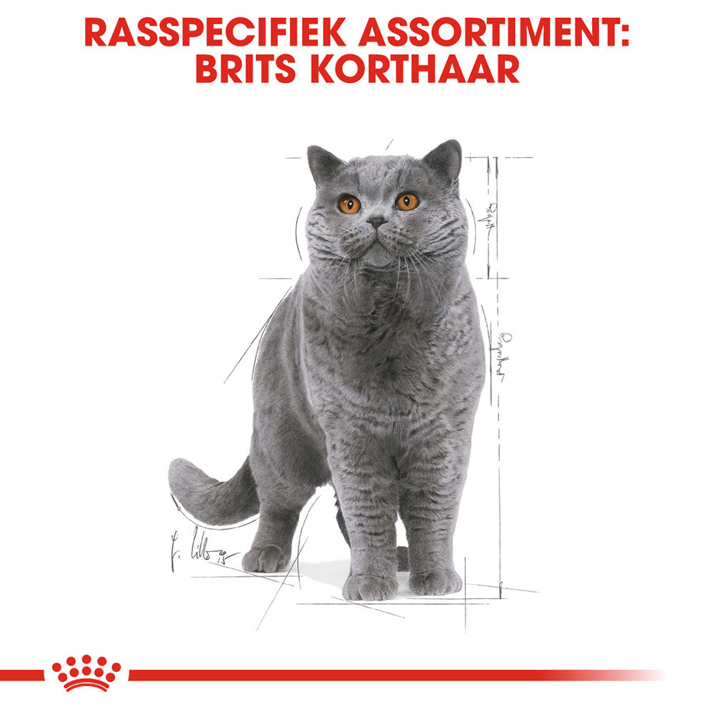 Royal Canin British Shorthair Adult Wet - Kattenvoer