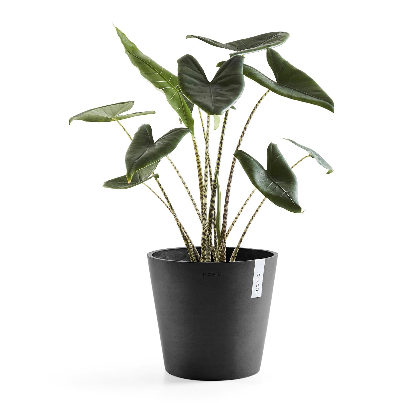 Ecopots Amsterdam 40
