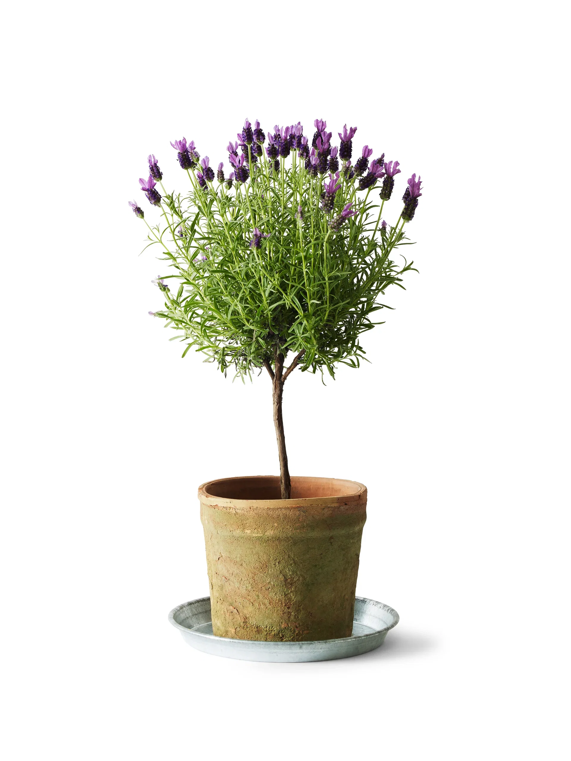 Lavandula stoechas Sommerfugllavendel på stamme Ø14 cm