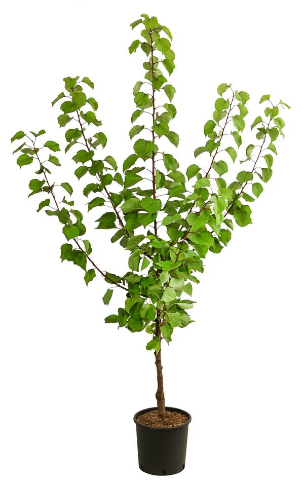 Aprikose 'Kuresia'