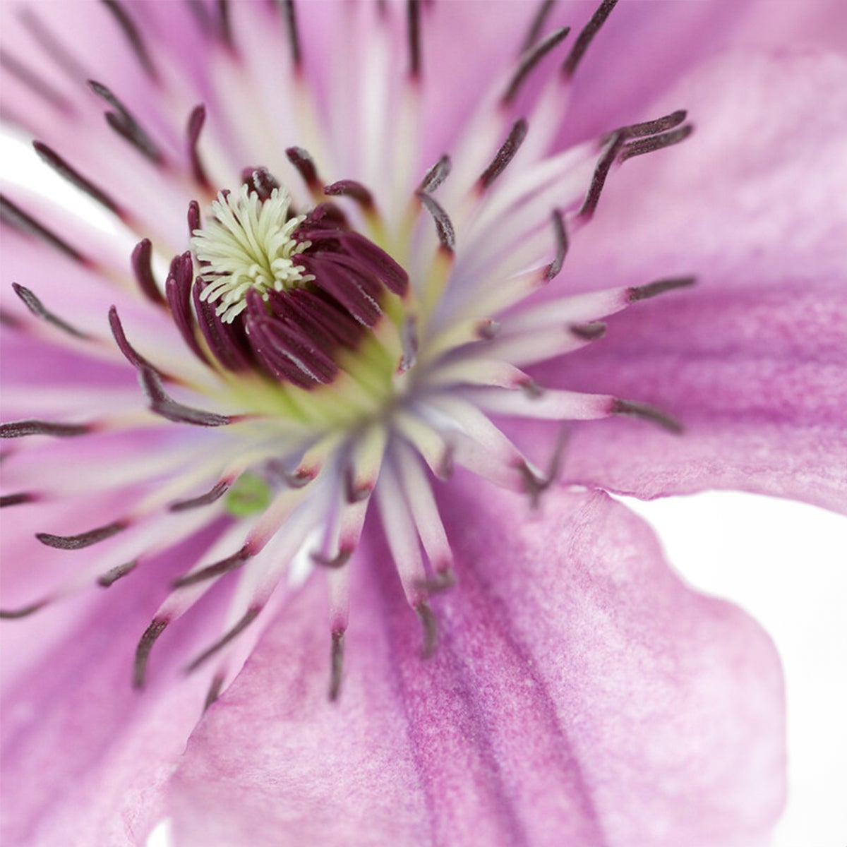 Bloomique – Clematis Hagley Hybride – Clematis – Roze – Klimplanten – Tuinplanten – Winterhard – Potmaat 15 cm – Hoogte 70–80 cm