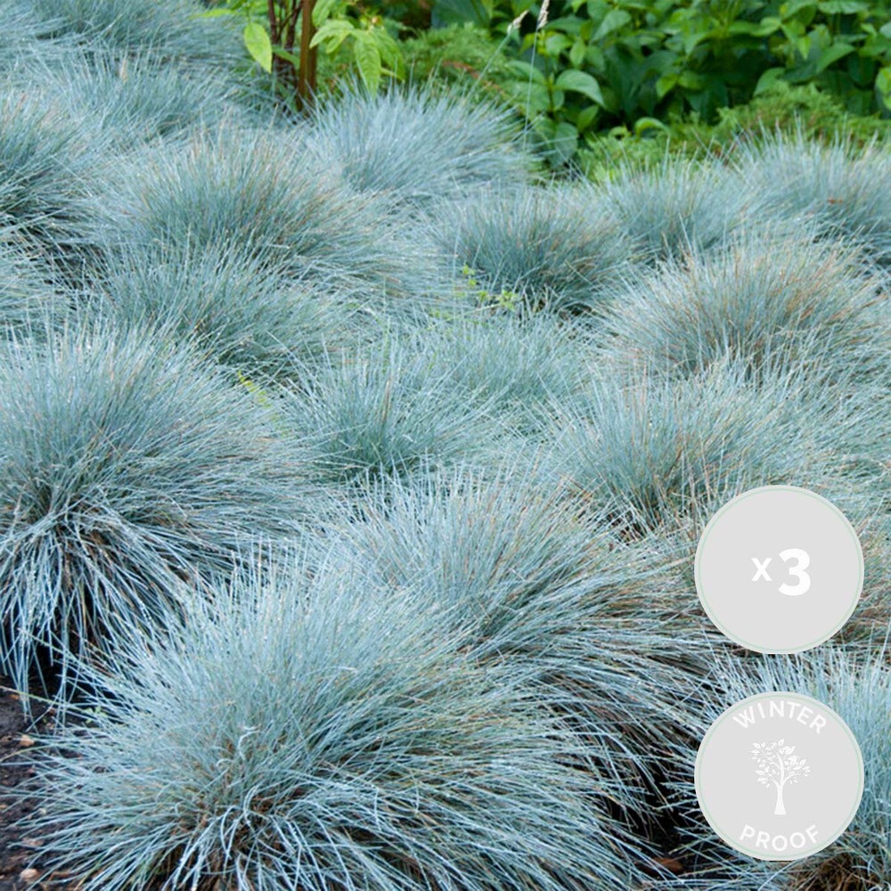 3x festuca glauca 'eisvogel' - fétuque bleue - rustique - ⌀10.5 cm - ↕15-20 cm