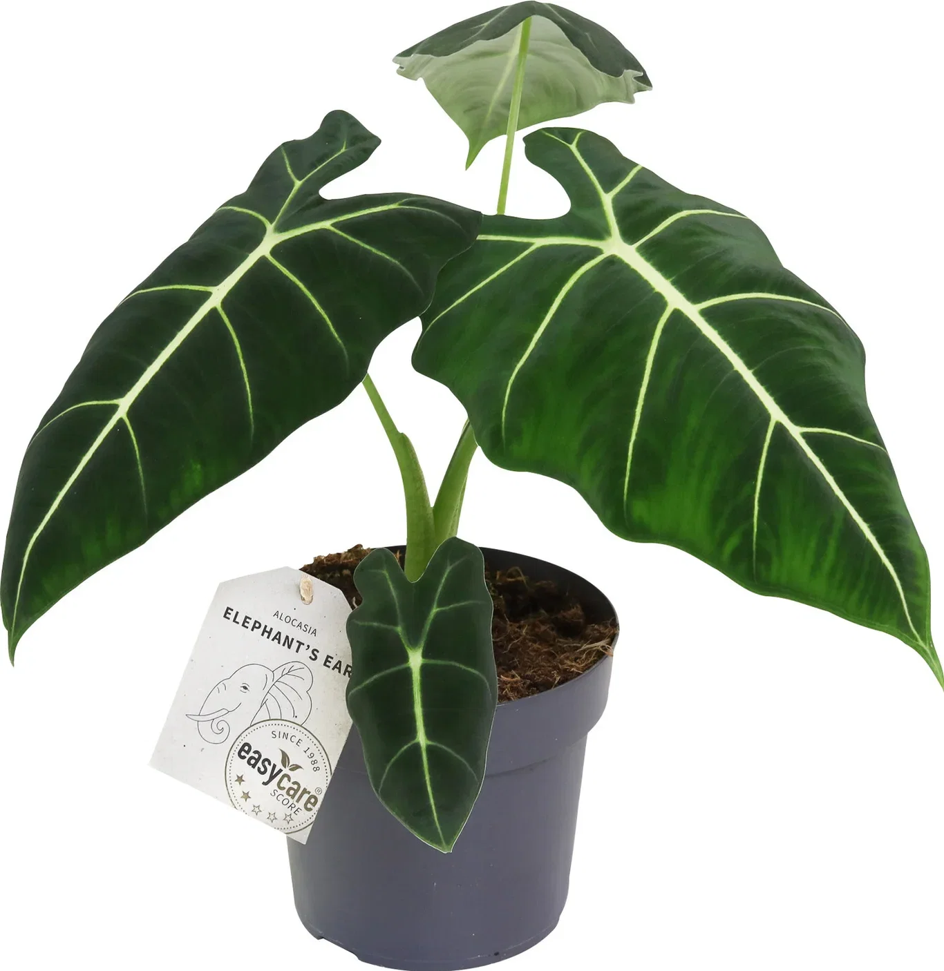 Alocasia micholitziana 'Frydek' Alocasia 'Frydek' Høyde 50 cm