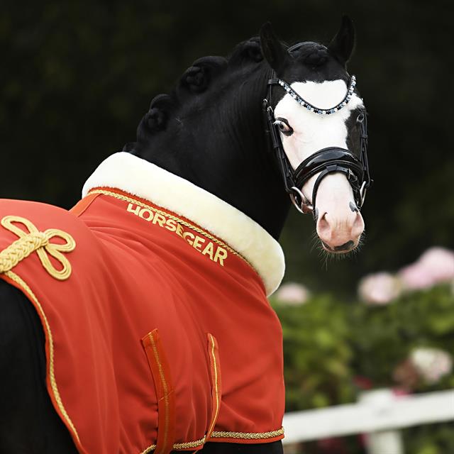 Zweetdeken HORSEGEAR HGLyx Mini Middenoranje