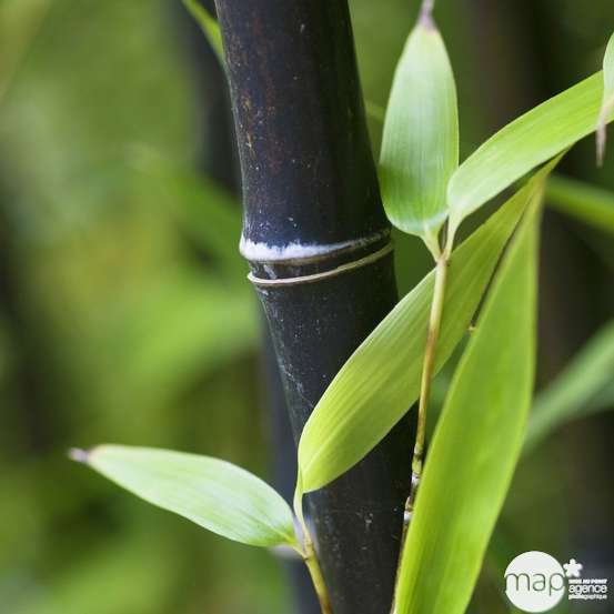 Bambou moyen phyllostachys nigra 200/250 cm: pot de 30 litres