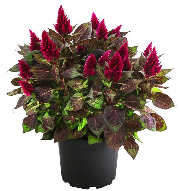 Federbusch 'Venezuela'