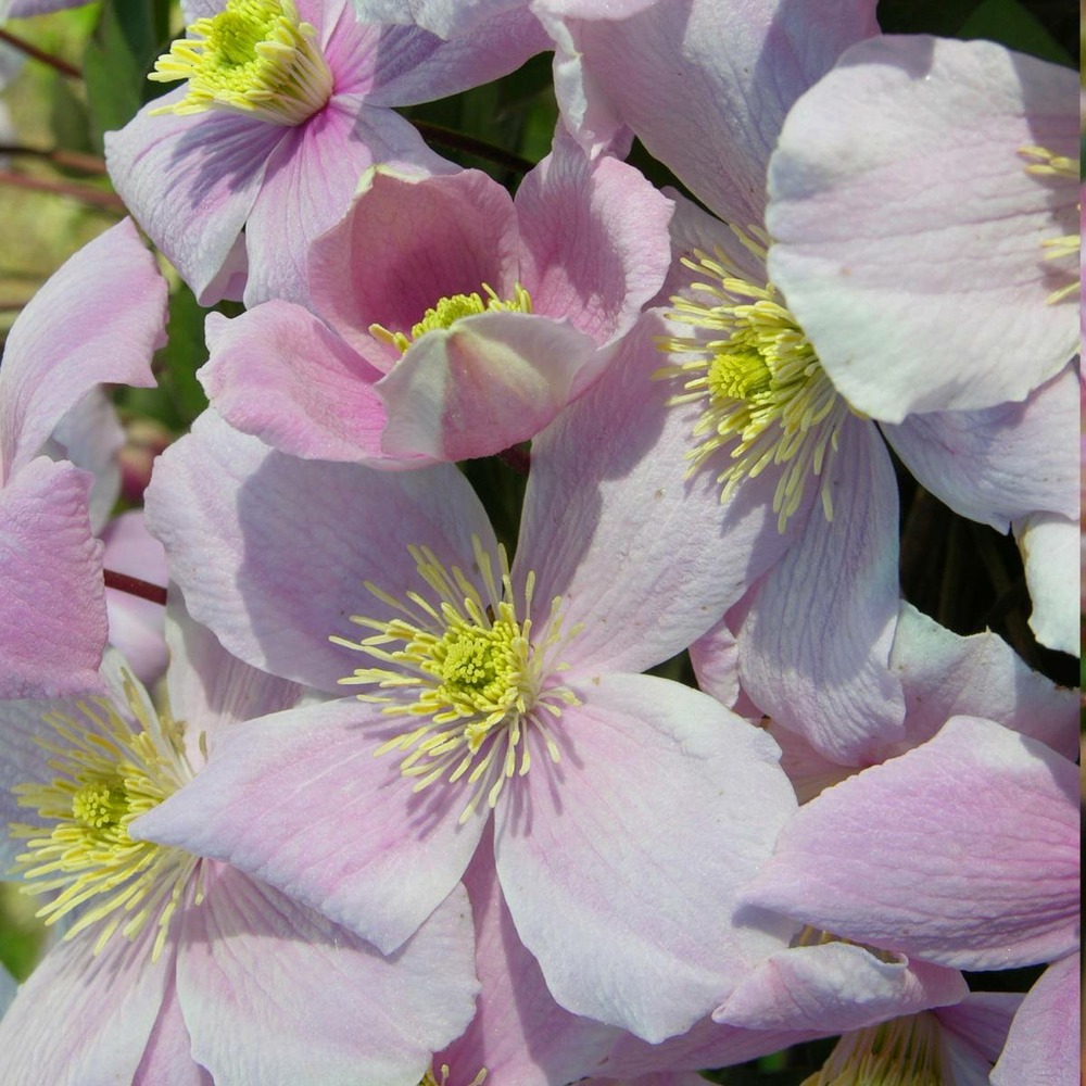 Clématite montana mayleen/clematis montana mayleen[-]pot de 6l - 100/150 cm