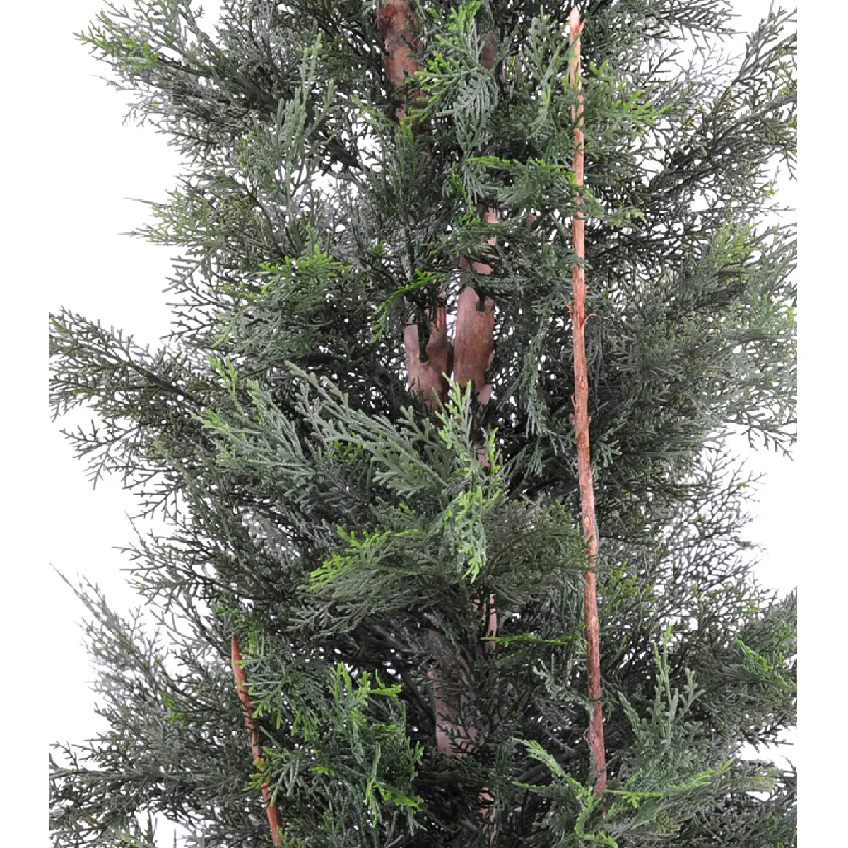 Cyprès de Lawson Pegane - 150 cm