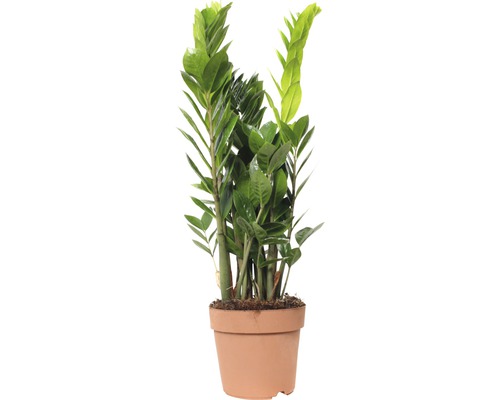 ZZ plant FloraSelf Zamioculcas zamiifolia H 60-70 cm Ø 17 cm pot