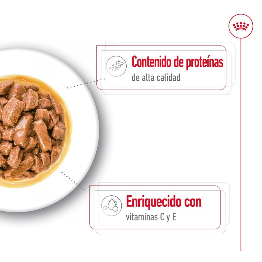 Sachê Royal Canin Medium Adult em molho para cães
