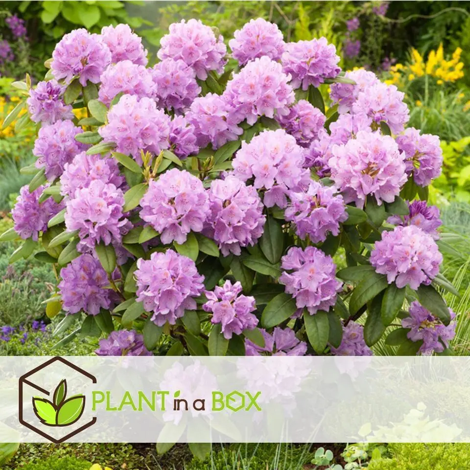 Rhododendrons - Set van 3 - Rhododendron catawbiense - Hoogte 25-40cm - ⌀9cm