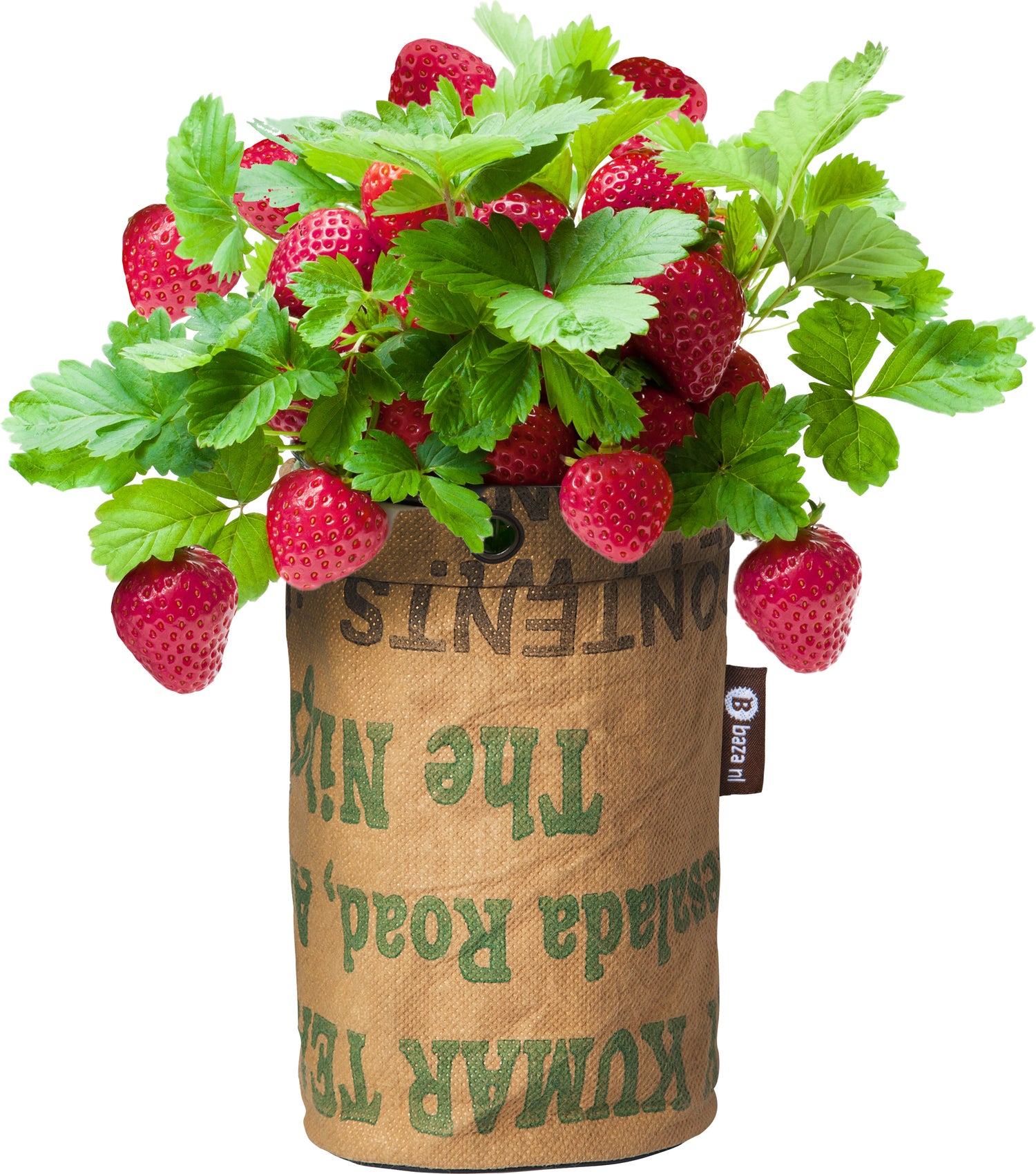 Baza Seeds Extra zoete Aardbei in buidel (Fragaria x ananassa) 15 x 15 x 22,3 cm
