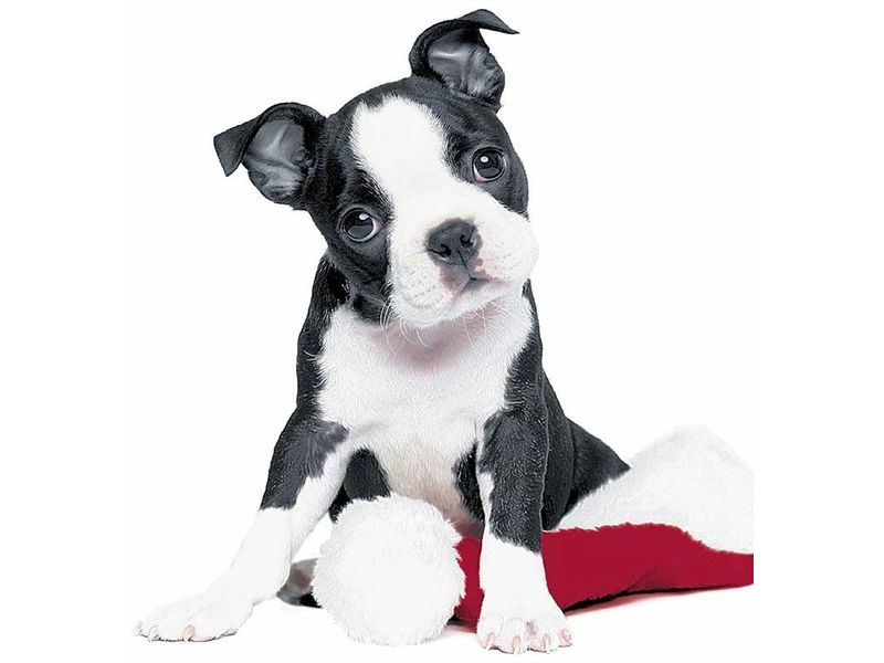 Paper   Design Weihnachtsservietten Xmas Dog 33 cm x 33 cm, Weihnachtsservietten für die Festtage