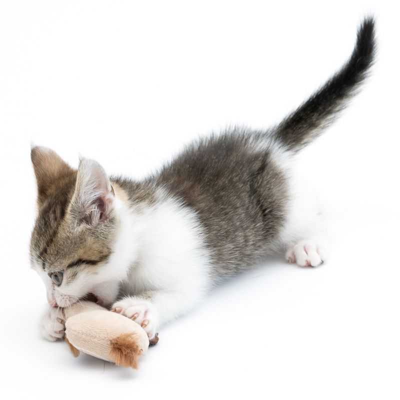 Jouet TIAKI Paresseux avec menthe à chat