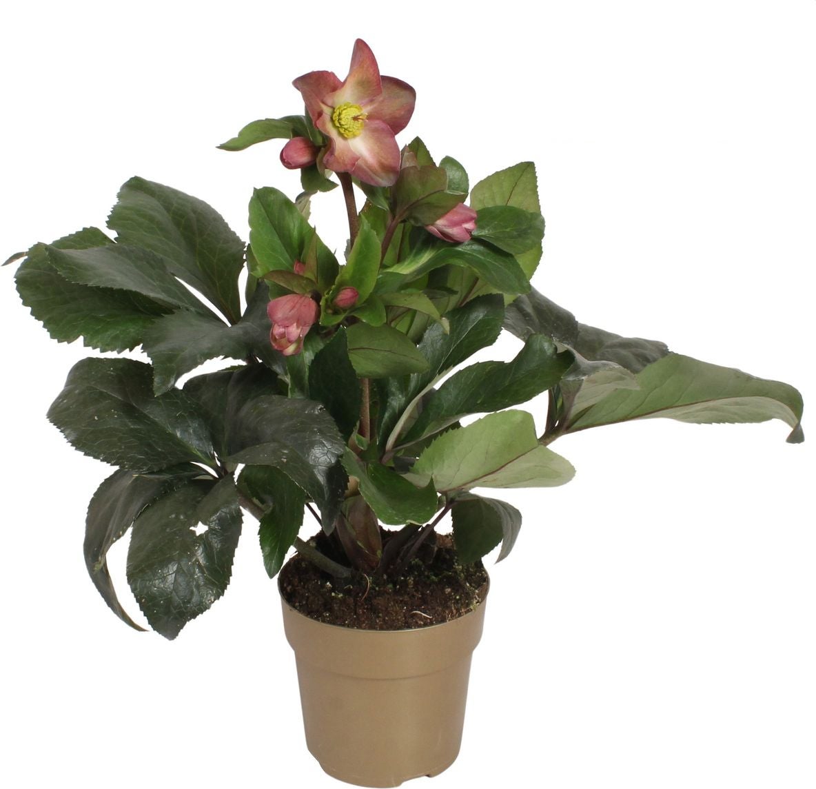 Kerstroos (Helleborus (HGC) 'Ice N' Roses® Pink') D 15 H 40 cm