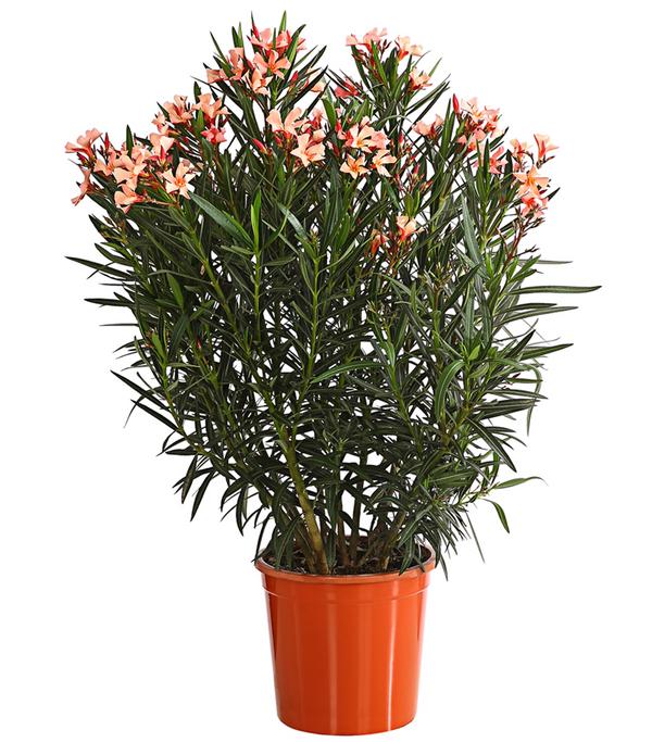Oleander, Busch, verschiedene Farben