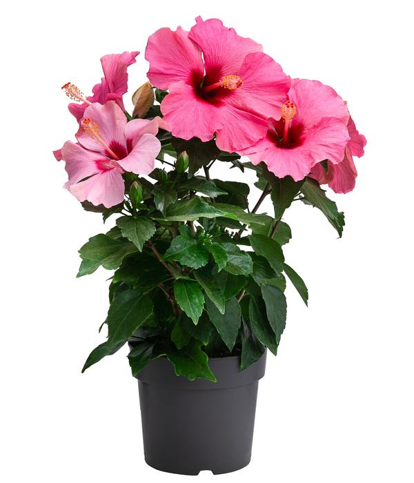 Zimmerhibiskus - Hibiscus rosa-sinensis,