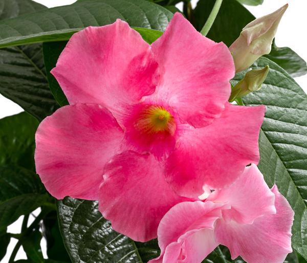 Dipladenie, Pyramide, rosa