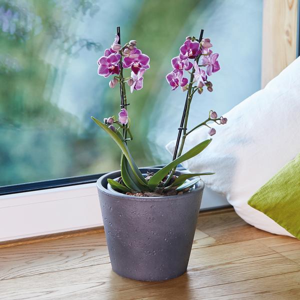 Seramis Spezial-Substrat für Orchideen
