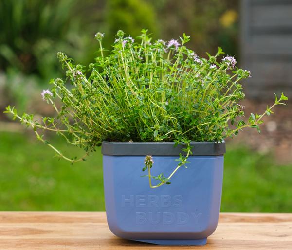 Gusta Garden Kräutertöpfe Herbs Buddy, ca.