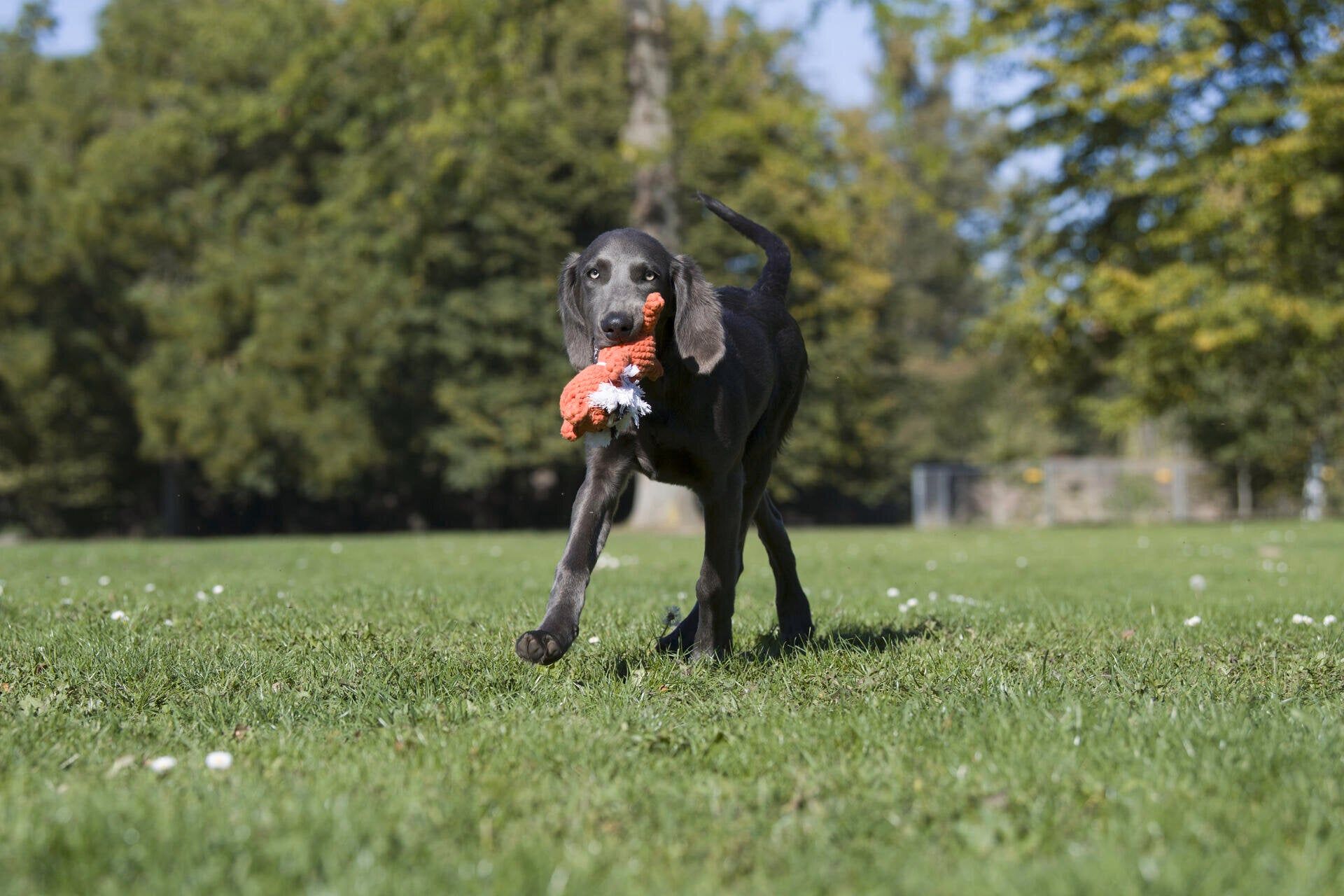 Hundespielzeug Timothy Tiger - Laboni