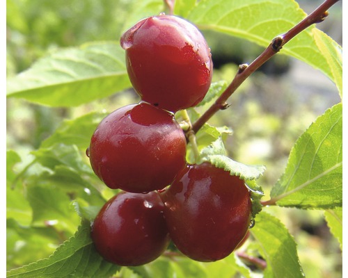 Biologische zure kers 'Morellenfeuer' FloraSelf Organic Prunus cerasus 'Morellenfeuer' Stamhoogte ca. 60 cm Totale hoogte 130-150 cm Co 7,5 L Struik