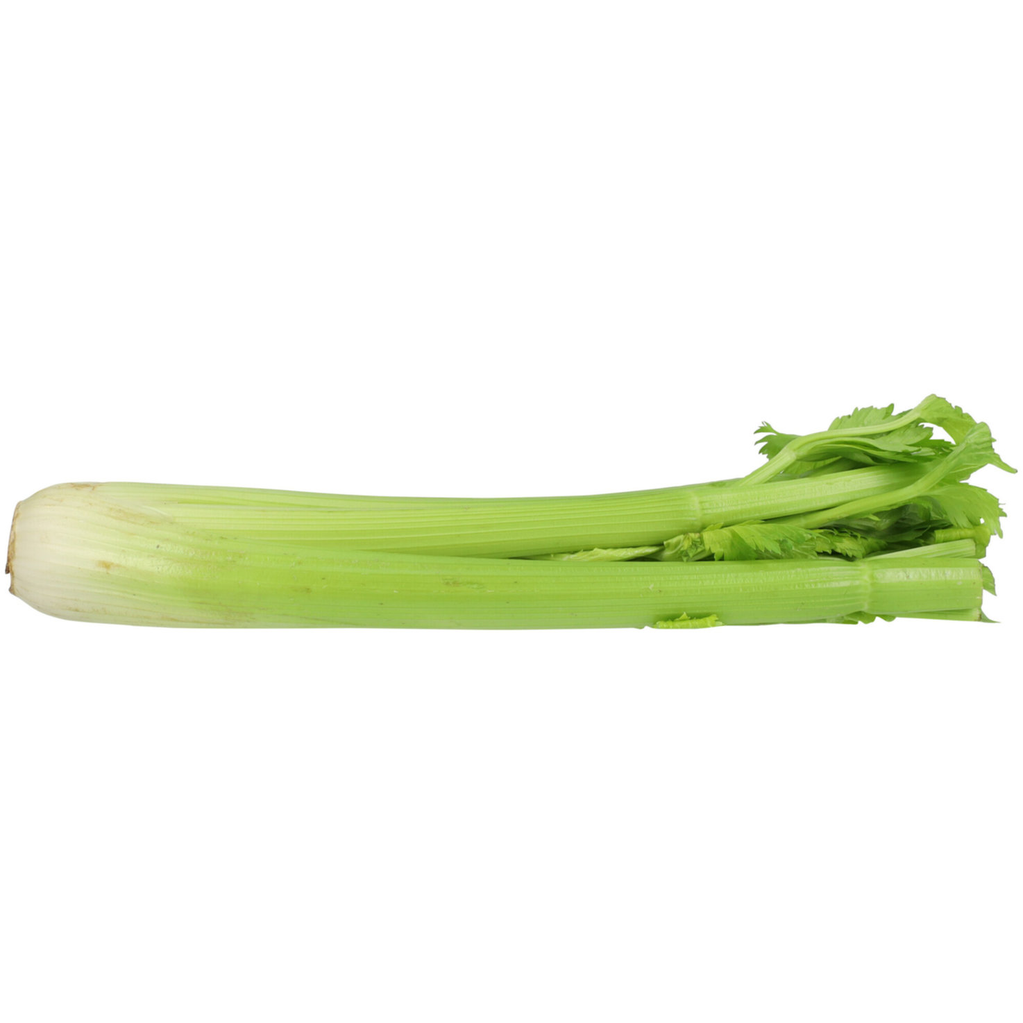 Stangensellerie ca. 500g -