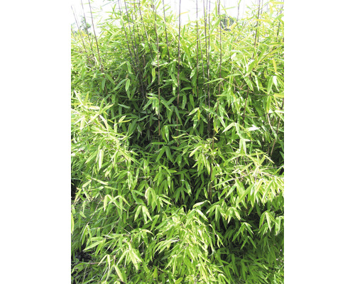 Wintermooie tuinbamboe Fargesia hybride 'Winter Joy' H 40-50 cm Co 3 L