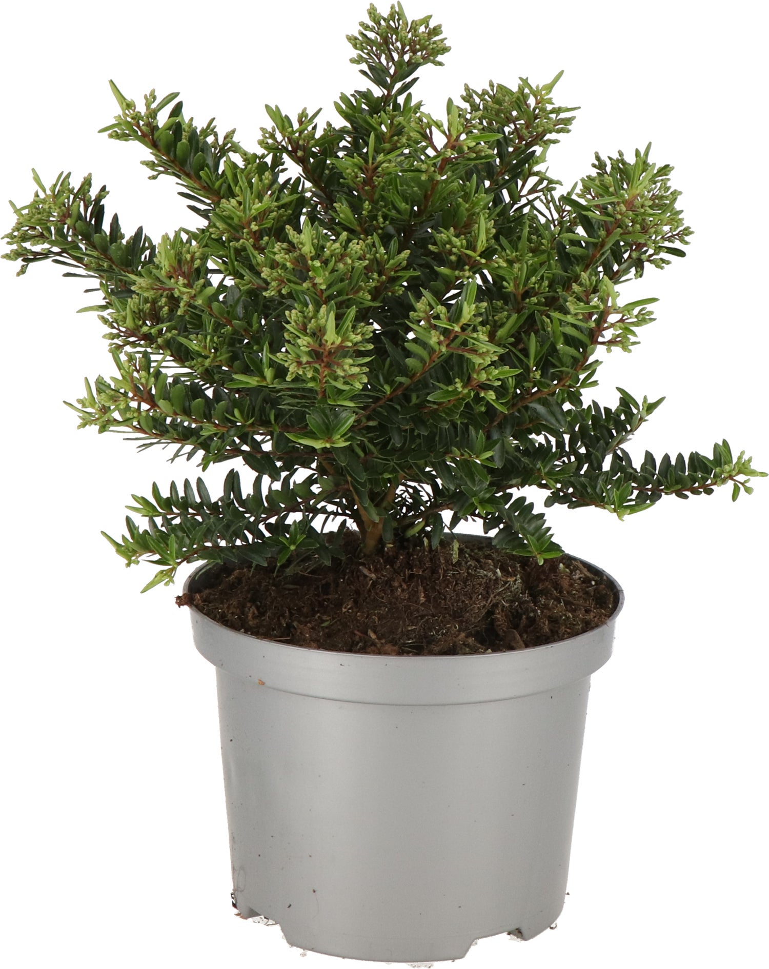 Struikveronica (Hebe 'Celina') D 17 H 25 cm