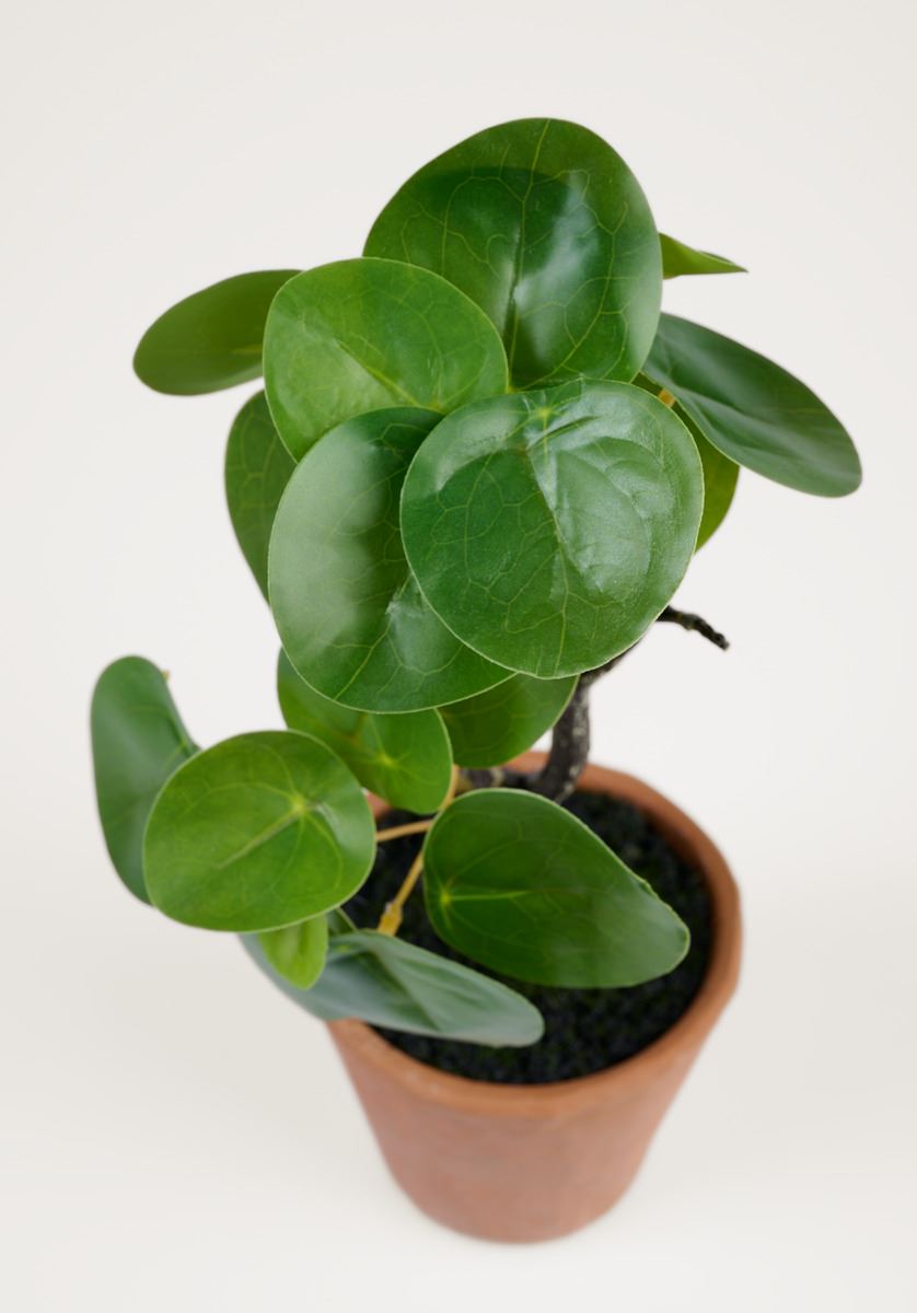Plante grønn - 10x10x25 cm