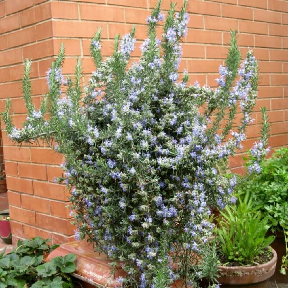 Romarin couvre-sol (rosmarinus officinalis 'prostratus') - godet - taille 13/25cm