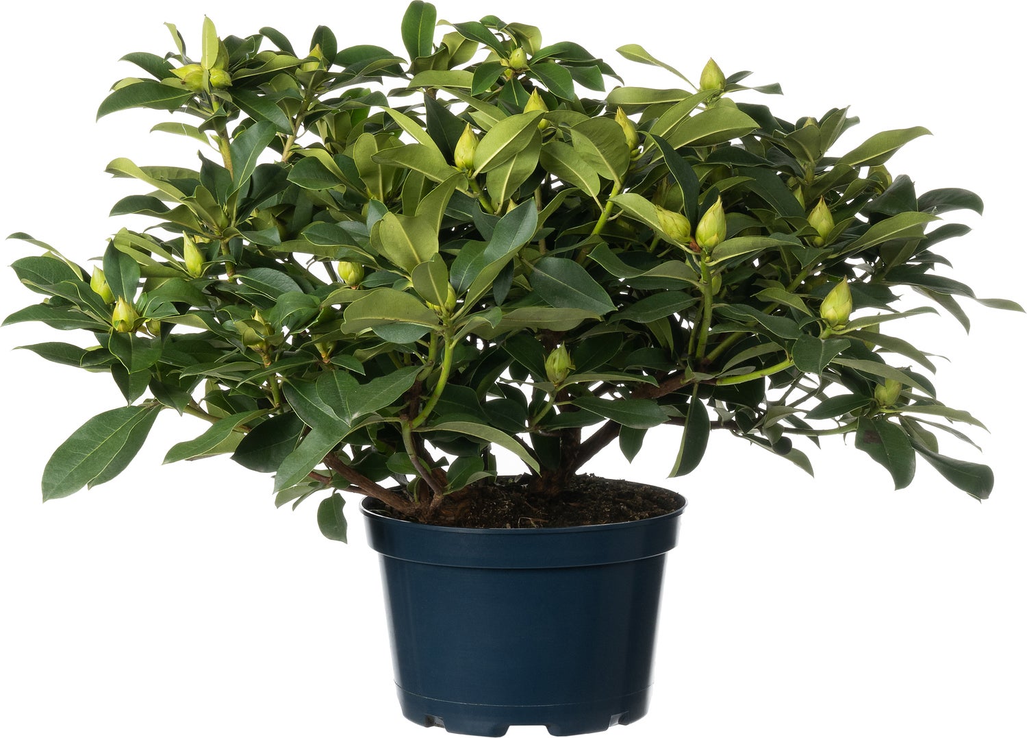 Rhododendron (Rhododendron 'XXL') D 35 H 90 cm
