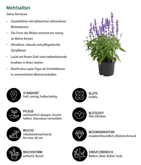 Mehlsalbei