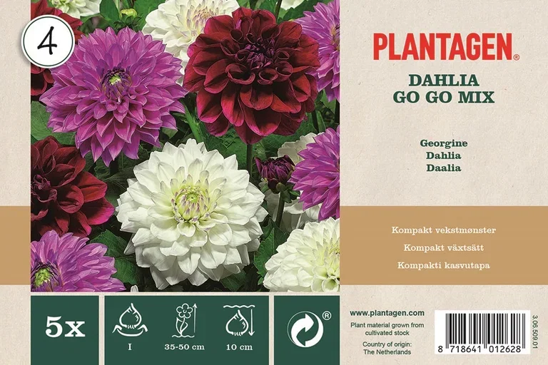 Dahlia x pinnata (Decorative group) Go Go mix Dahlia miks Go Go 5 pk