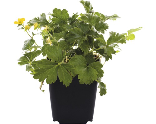 Waldsteinia/Onvruchtbare Aardbei FloraSelf Waldsteinia ternata Ø 9 cm pot