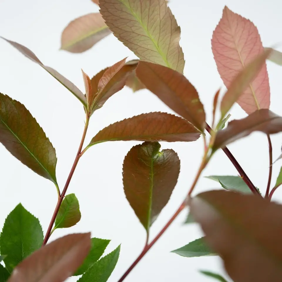 Glansmispel - Set van 6 - Photinia fraseri 'Red Robin' - Hoogte 30-40cm - ⌀17cm