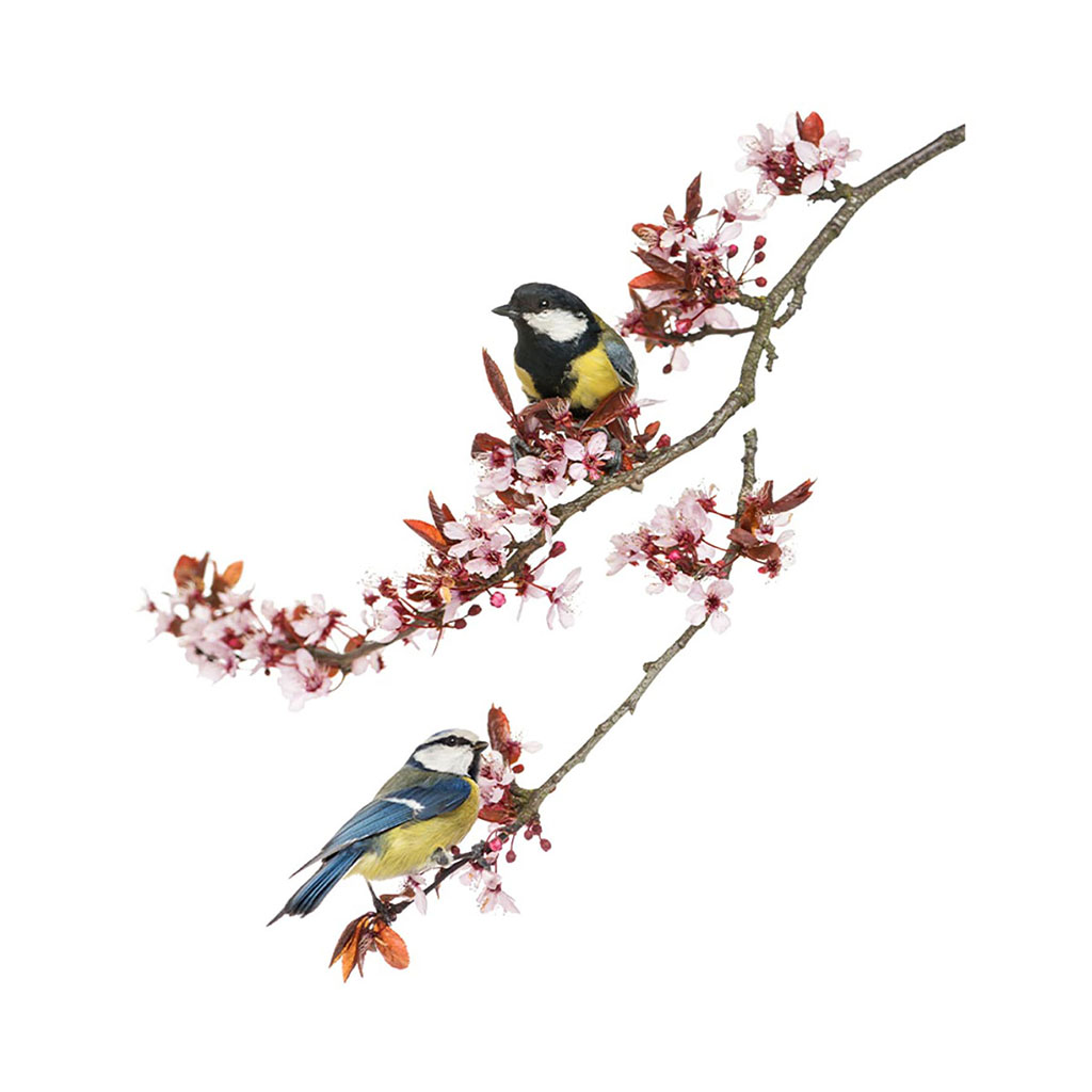 Sticker adhésif mural cerisier oiseau 70x20cm